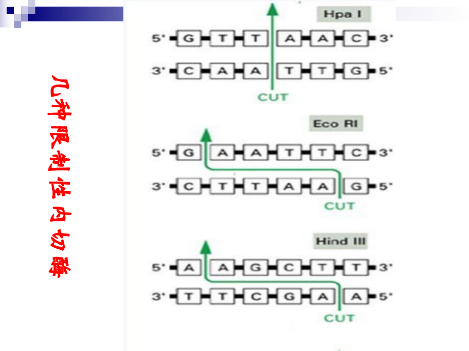 基因工程复习课件.ppt_第3页