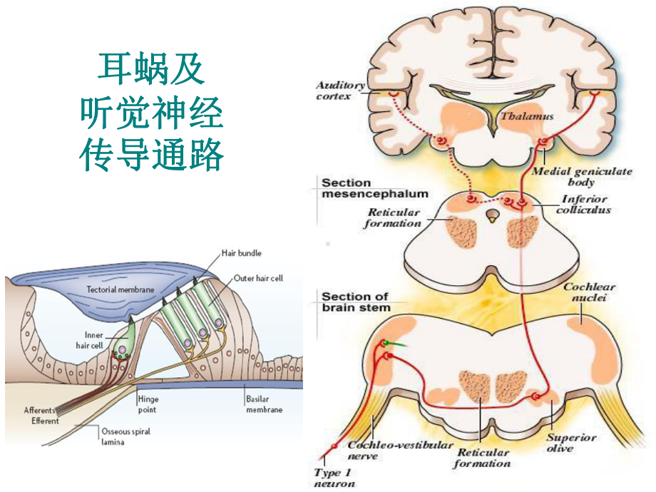 从基础走向临床的耳聋基因诊断课件.pptx_第3页