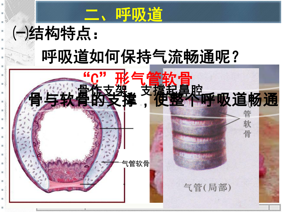 呼吸道对空气的处理-课件.ppt_第3页