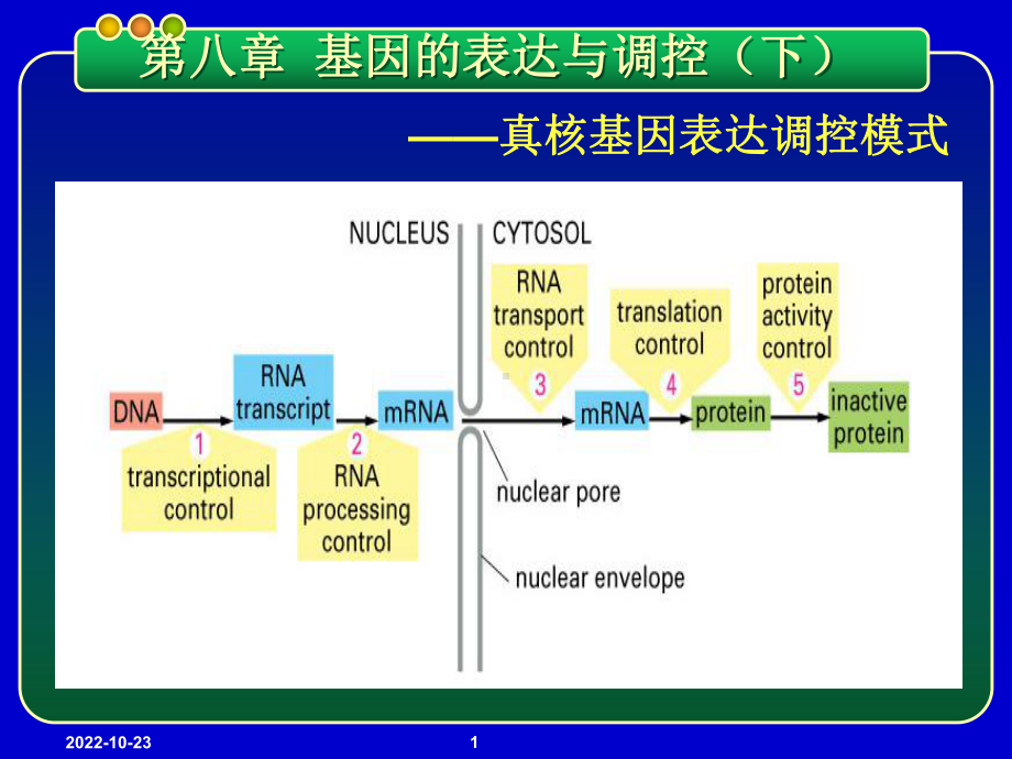 基因工程课件-第八章-基因的表达与调控-真核基因表达调控模式.ppt_第1页