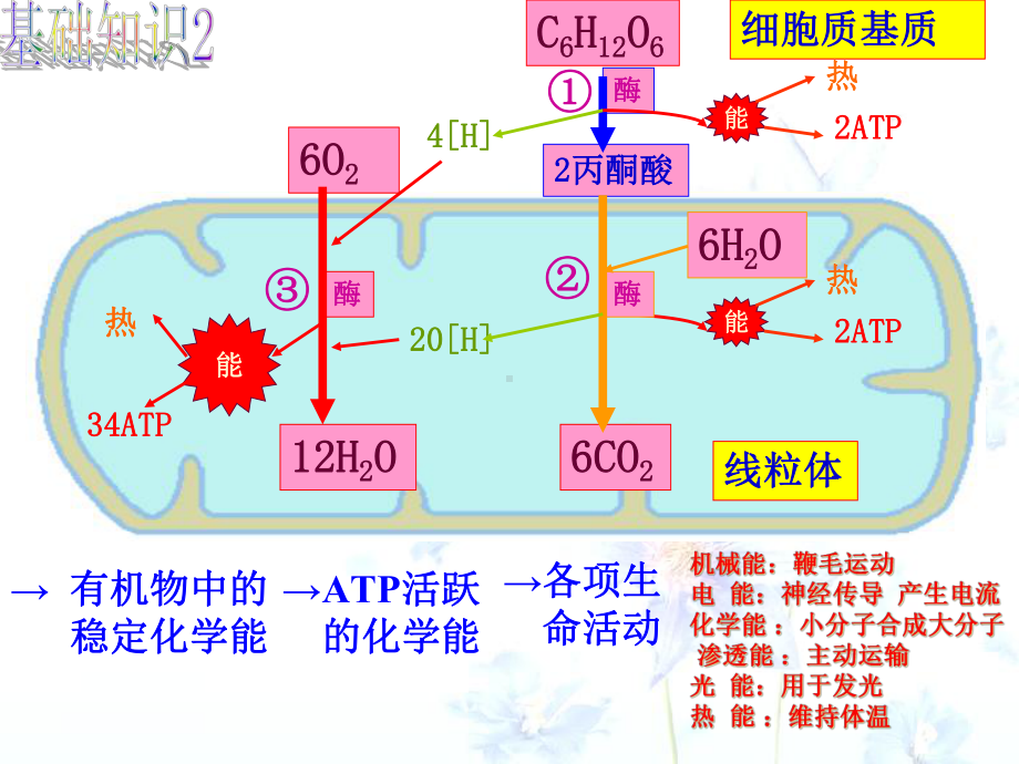 人教版高中生物必修一第五章-光合作用和呼吸作用二轮复习-图表练习题-课件(共26张).ppt_第3页