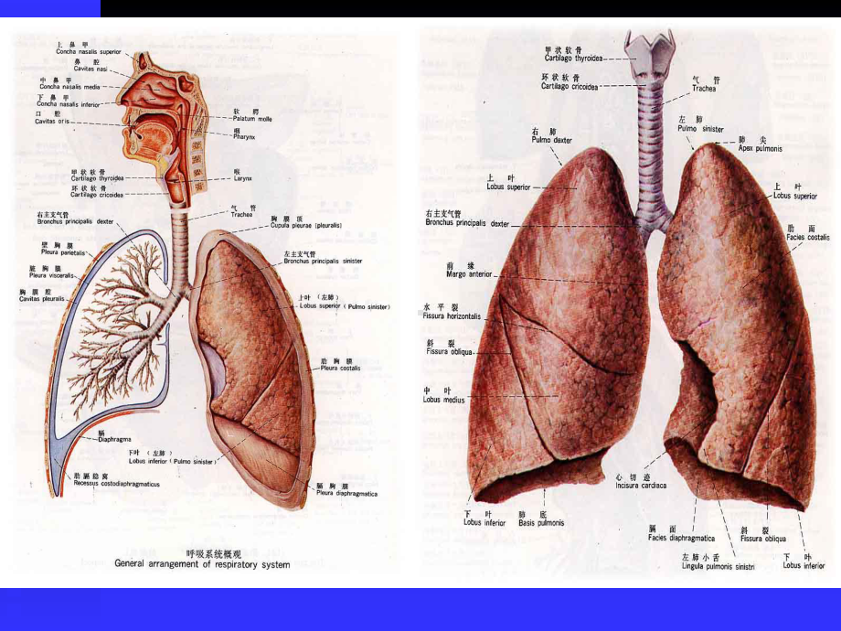 呼吸系统临床医学概要讲解课件.ppt_第3页