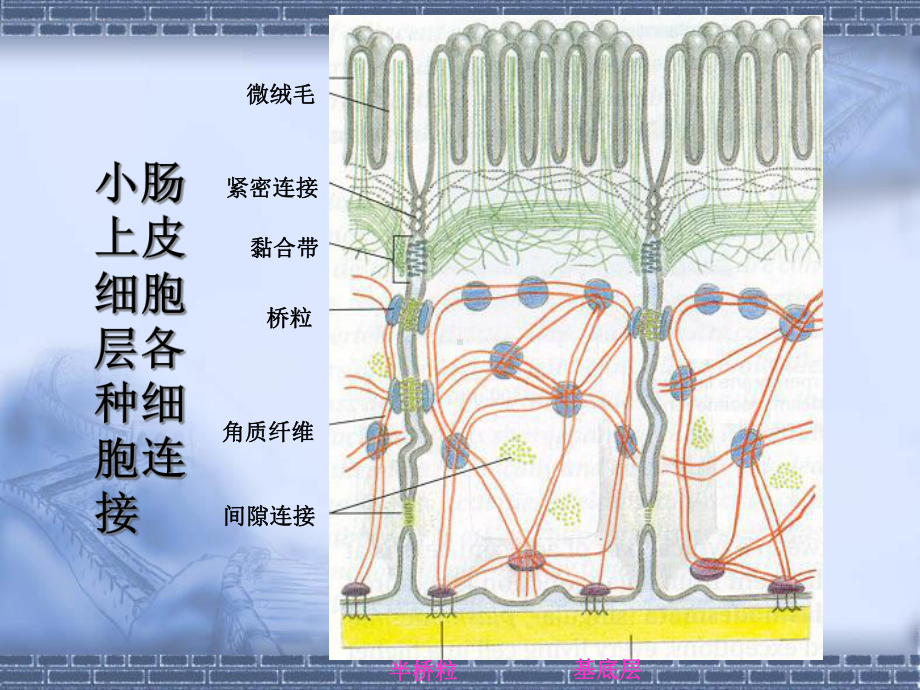 医学细胞生物学细胞膜与物质的跨膜转运第三讲课件.ppt_第1页