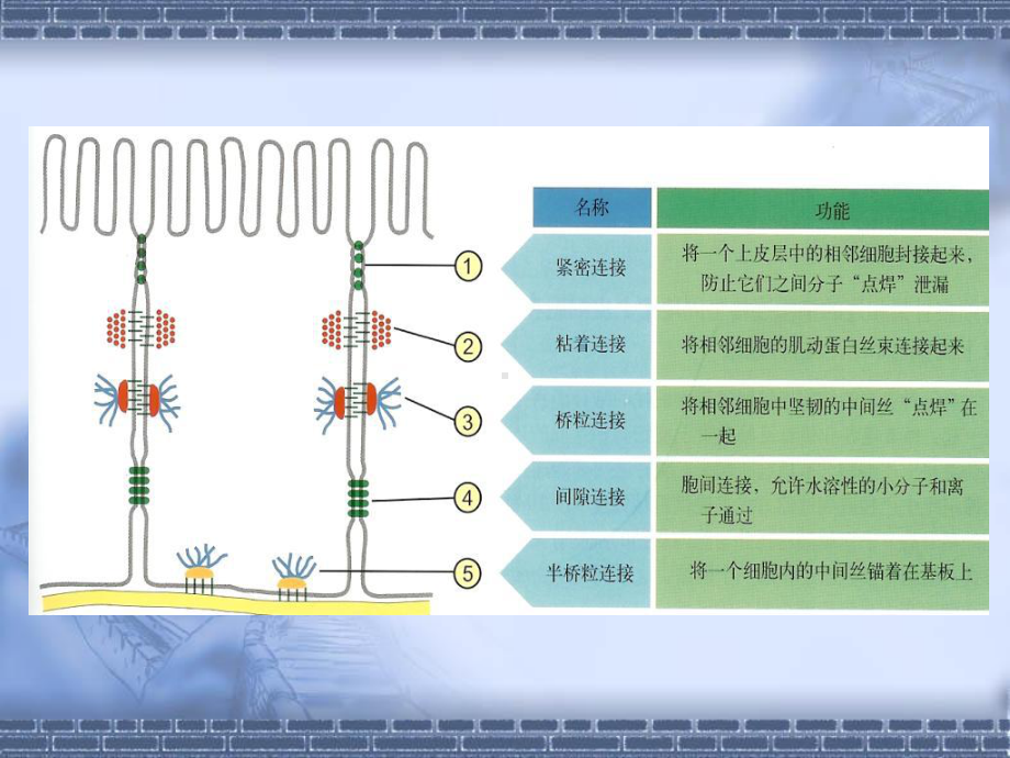 医学细胞生物学细胞膜与物质的跨膜转运第三讲课件.ppt_第2页