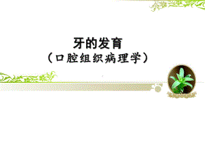 口腔组织病理学课件：牙的发育.ppt