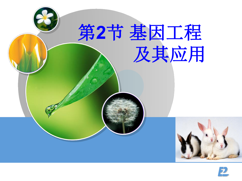 基因工程(公开课)课件.ppt_第1页