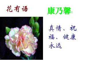 《铃兰花》课件讲解.ppt