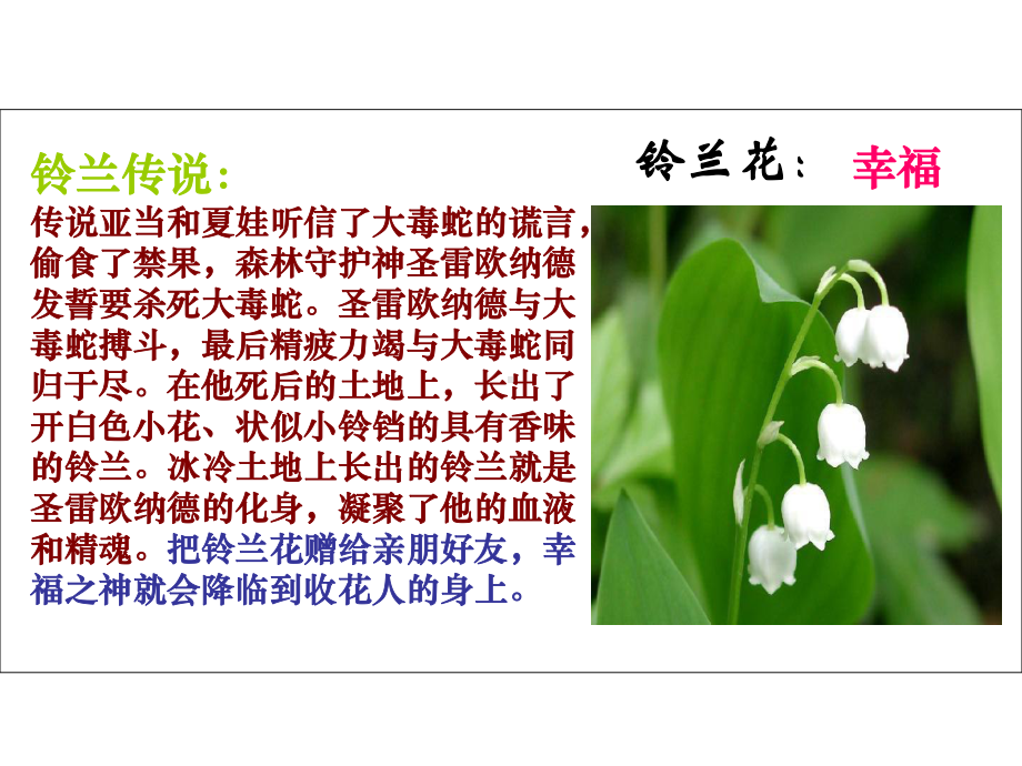 《铃兰花》课件讲解.ppt_第2页