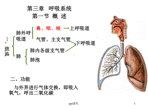 呼吸系统解剖学精选课件.ppt