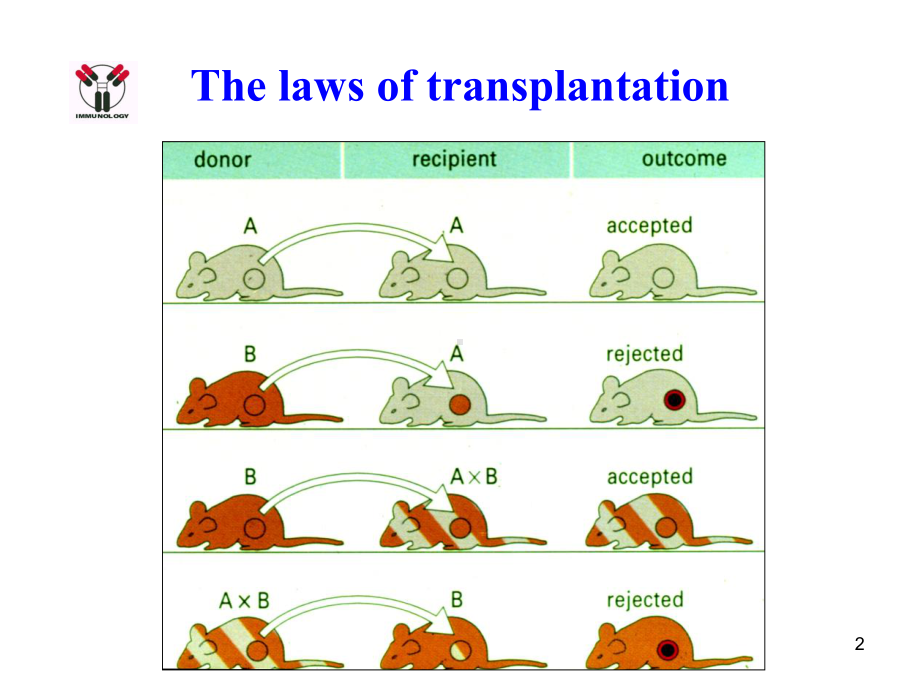 医学免疫学-8(MHC)课件.ppt_第2页