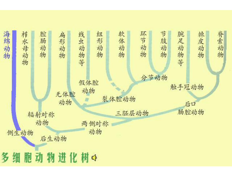 动物的系统进化和比较解剖无脊椎部分-课件.ppt_第2页