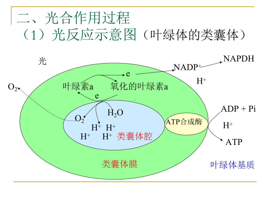 光合作用过程2复习新课件.ppt_第3页