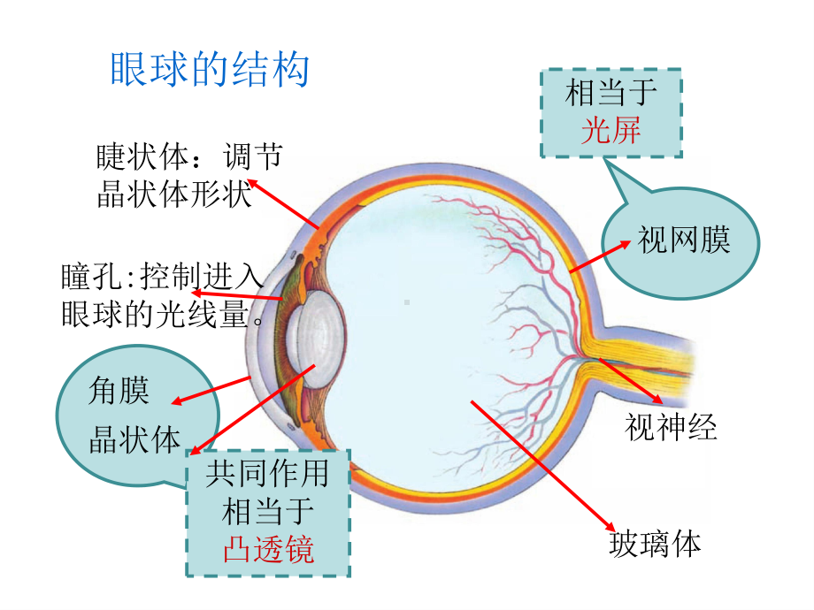 《眼睛和眼镜》人教版1课件.ppt_第3页