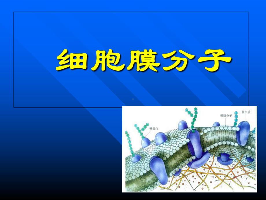 医学免疫学课件：细胞膜分子.ppt_第2页