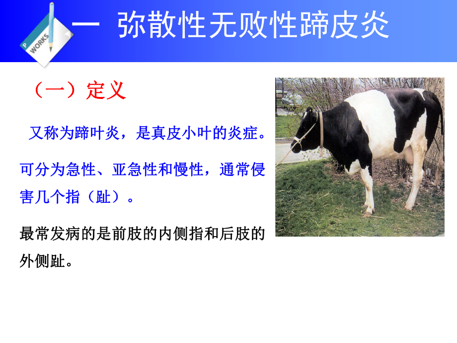 兽医牛的蹄病课件.ppt_第3页