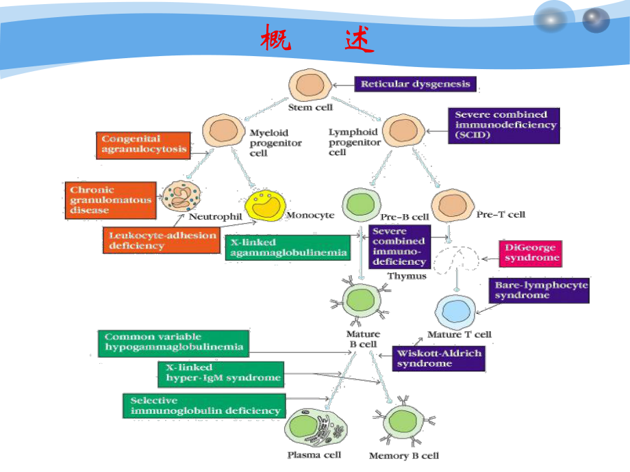 免疫生物学课件十四-PowerPointTemplate.ppt_第3页