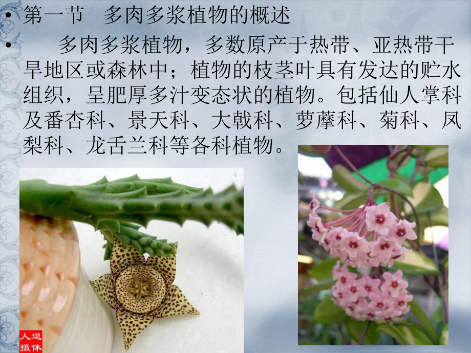 多肉多浆植物的栽培课件.ppt_第2页