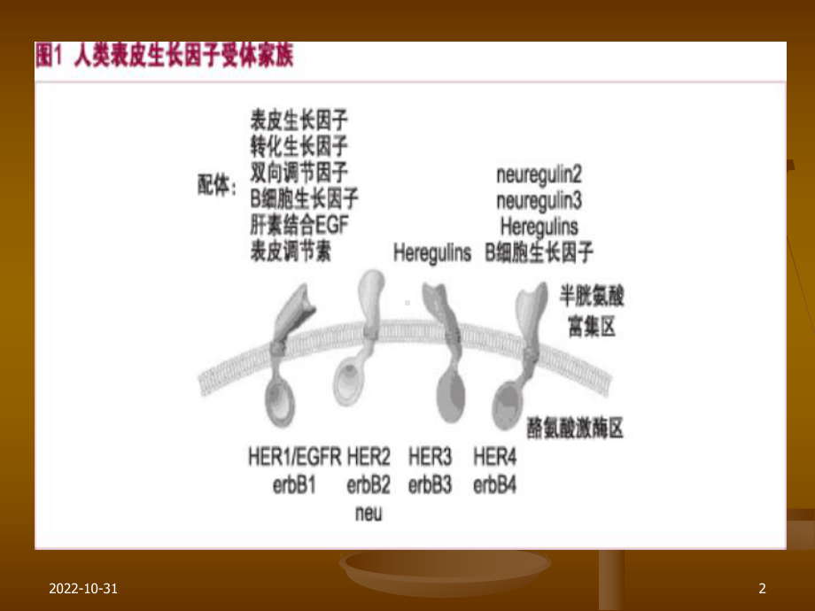 以EGFR为靶点的抗肿瘤药物42张课件.ppt_第2页