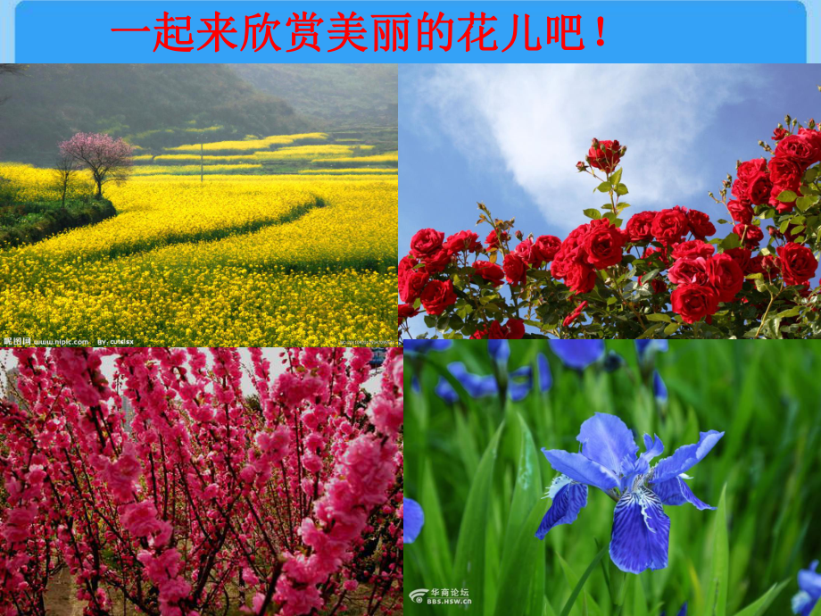 不要摘花-看图写话荆培丽课件.ppt_第2页