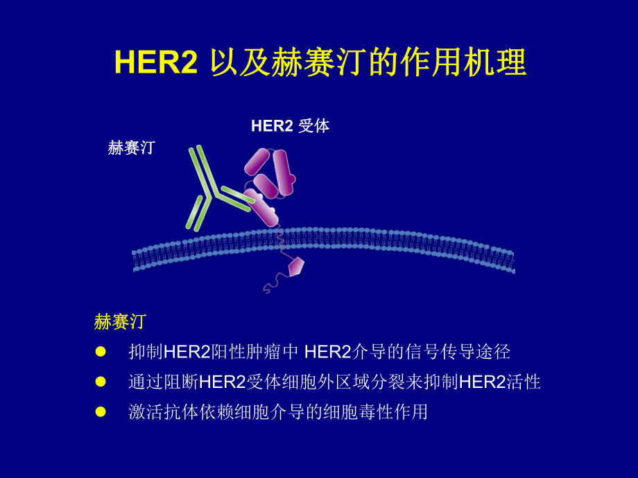 一项在HER2受体阳性晚期胃癌中采用标准化疗联合赫赛汀作为一线治疗方案III期临床研究课件.ppt_第3页