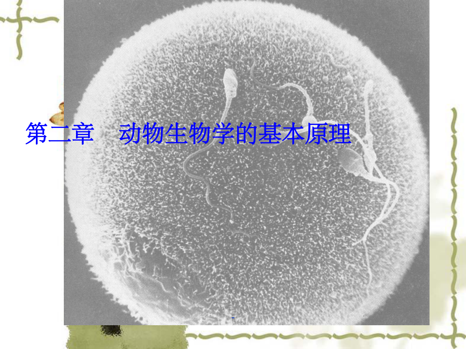 动物学基本原理课件.ppt_第1页