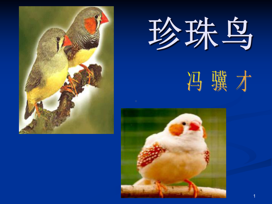 《珍珠鸟》教学课件-2.ppt_第1页