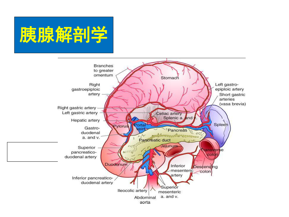 内科学课件18-急性胰腺炎八年制.ppt_第3页