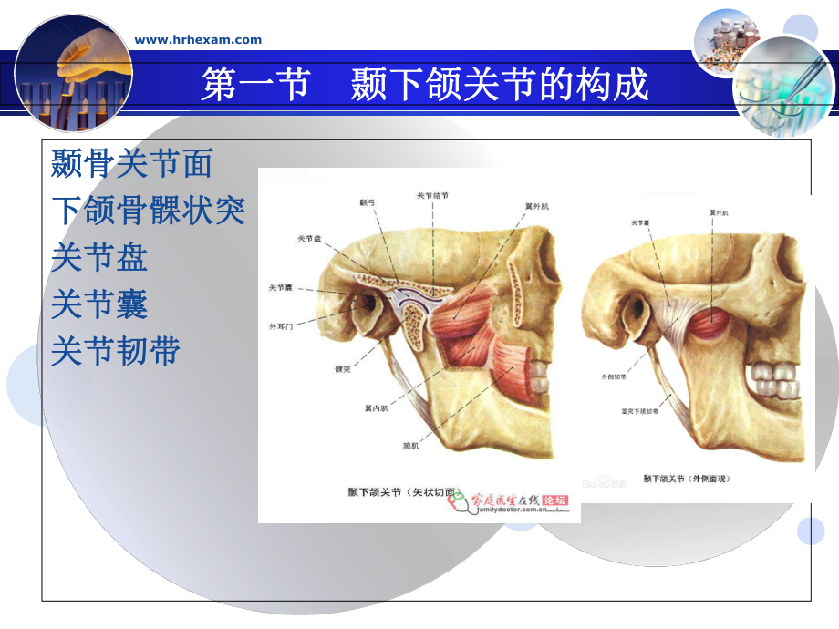 下颌骨髁状突呈椭圆形课件.ppt_第1页