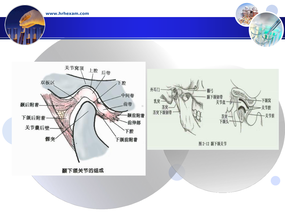 下颌骨髁状突呈椭圆形课件.ppt_第2页