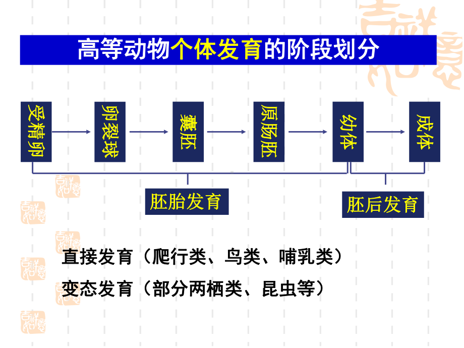 《从受精卵谈起》课件1.ppt_第2页