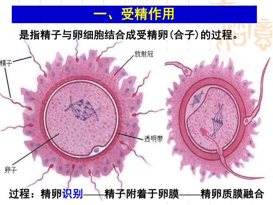 《从受精卵谈起》课件1.ppt_第3页