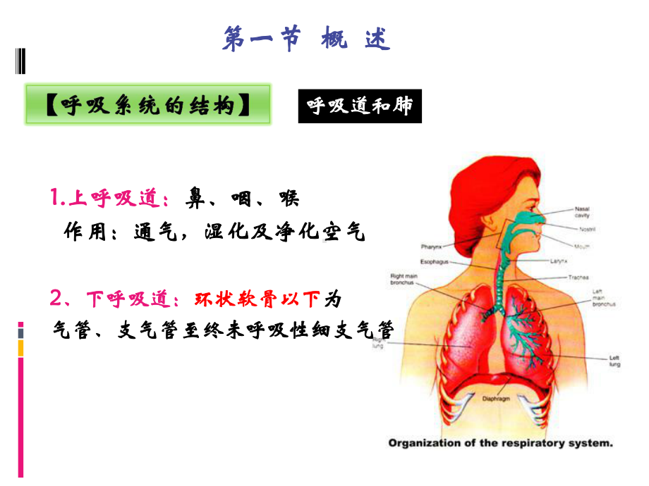 呼吸系统常见症状体征-课件.ppt_第3页