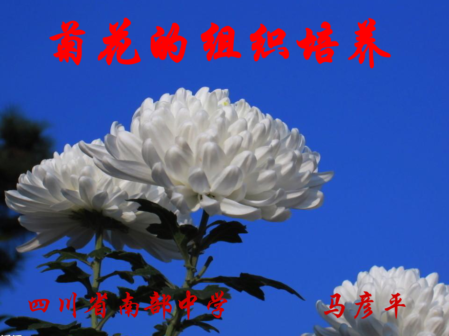 上课用1菊花的组织培养经典课件.ppt_第1页