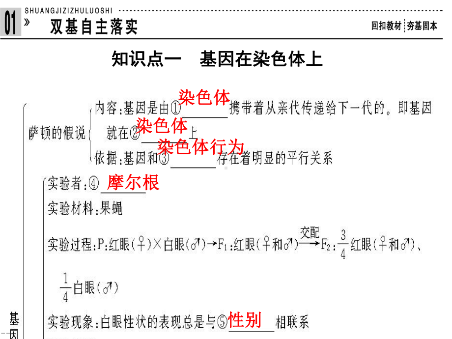 基因在染色体上伴性遗传课件.pptx_第2页