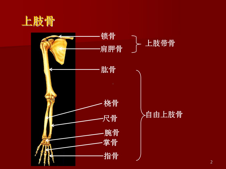 上肢骨及其骨连结课件.ppt_第2页