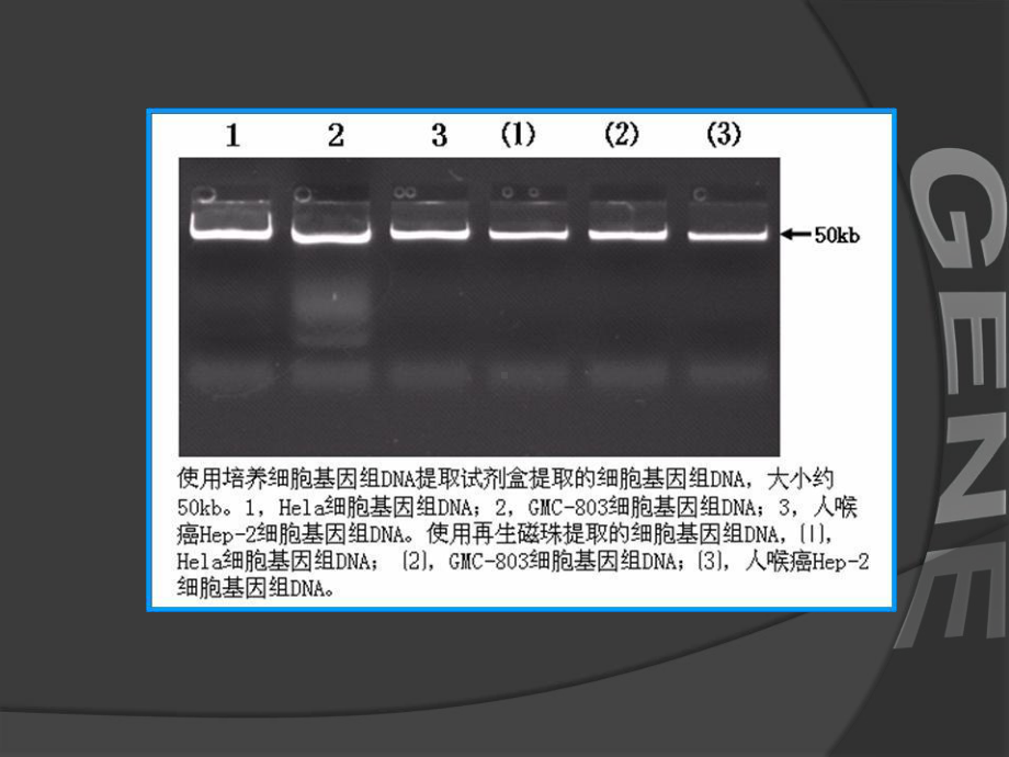 基因工程-7章PCR技术及其应用课件.ppt_第2页