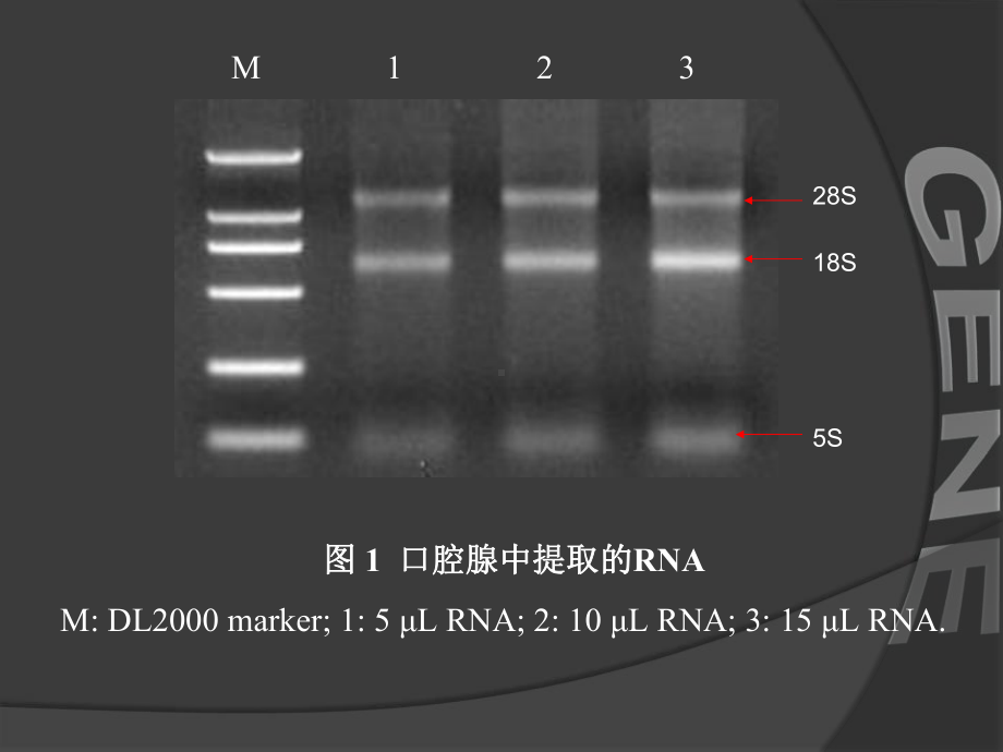 基因工程-7章PCR技术及其应用课件.ppt_第3页