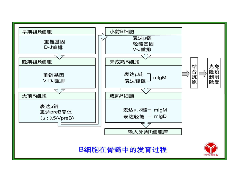 免疫学-12第十二章-B细胞介导的体液免疫课件.ppt_第2页