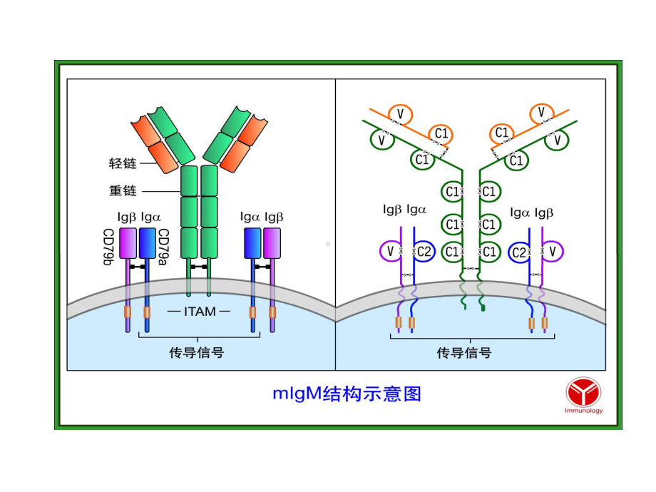 免疫学-12第十二章-B细胞介导的体液免疫课件.ppt_第3页