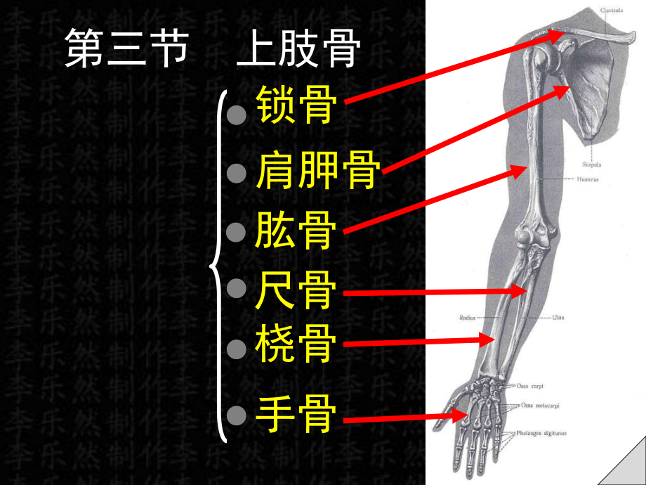 上肢骨及连接课件.ppt_第1页