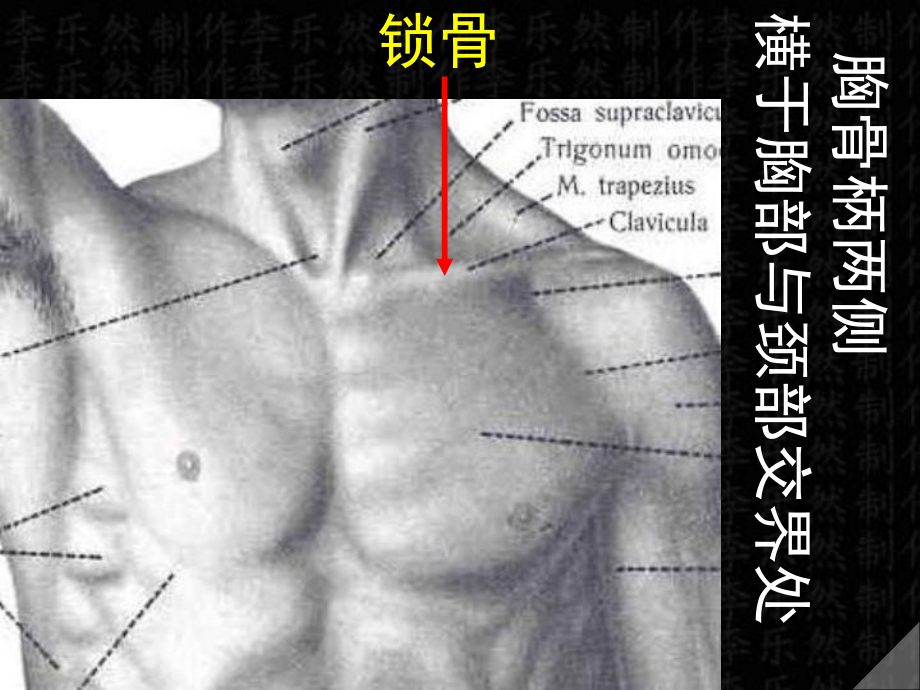 上肢骨及连接课件.ppt_第2页