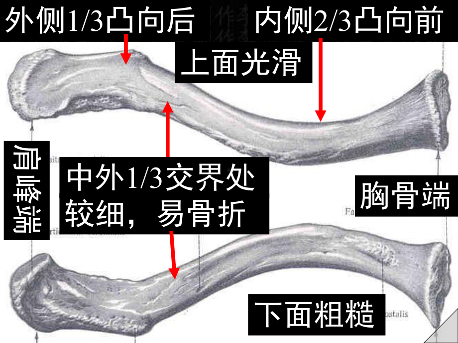 上肢骨及连接课件.ppt_第3页