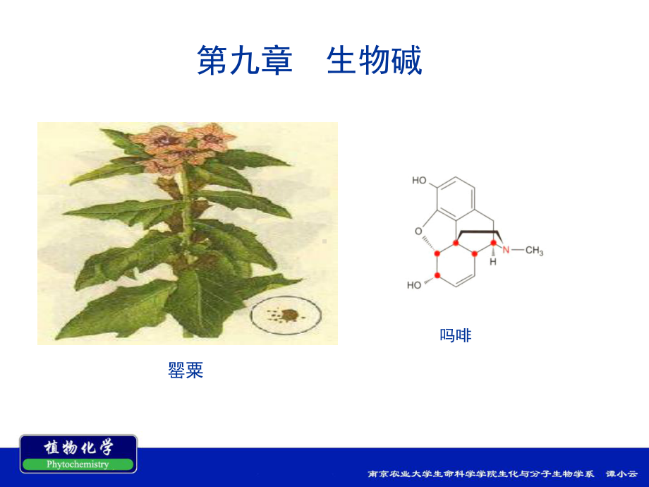 南农植物化学第九章-生物碱课件.ppt_第1页