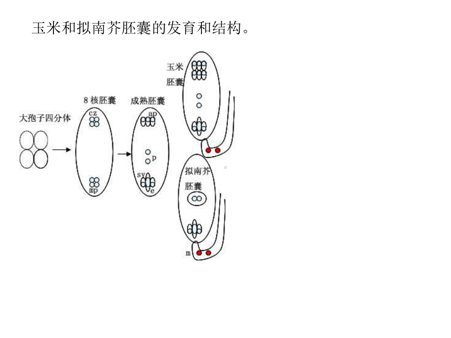 不是种子发育的胚乳课件.ppt_第3页