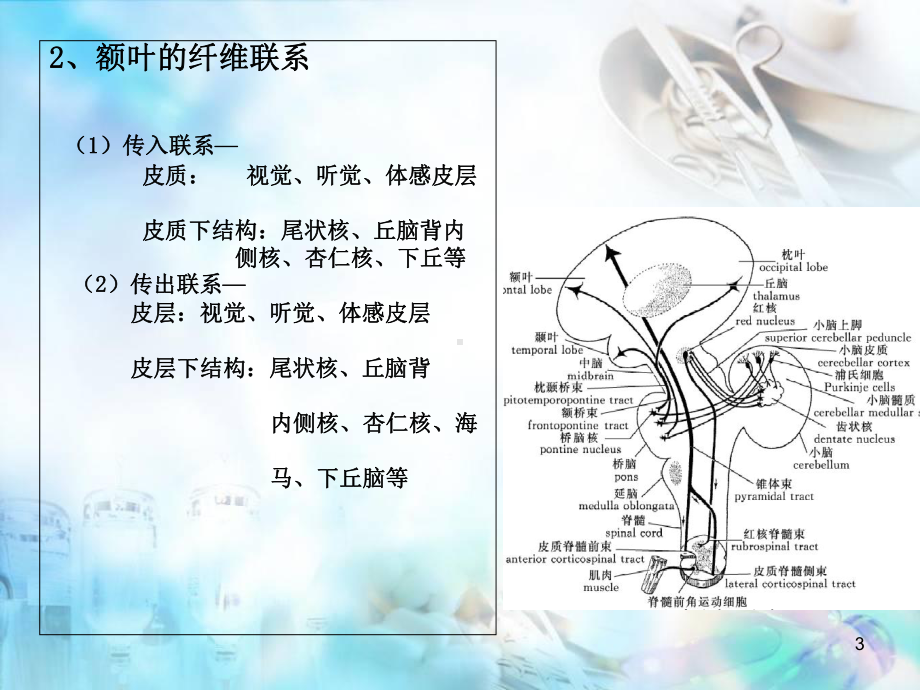 大脑额叶的功能课件.ppt_第3页