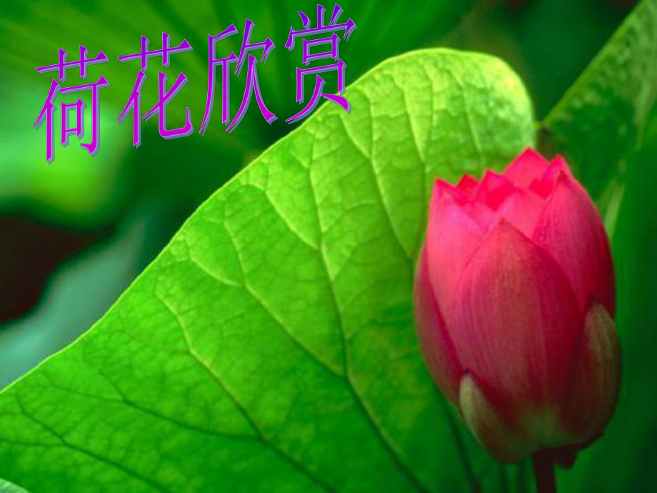 《荷叶圆圆》课件-3.ppt_第2页