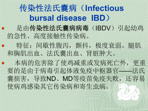 传染性法氏囊病简述课件.ppt