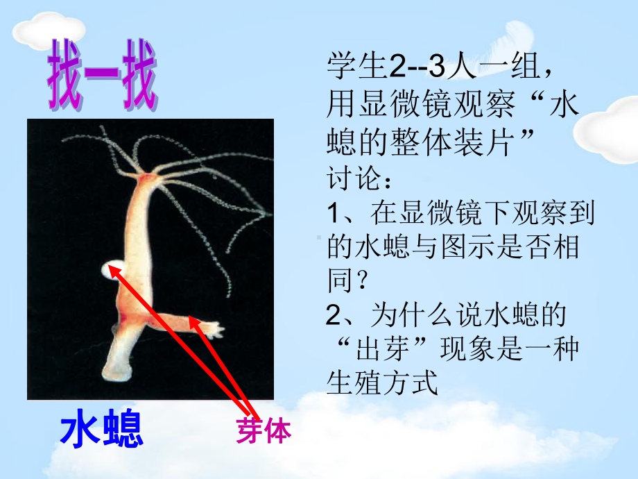 《生物的无性生殖》课件.pptx_第3页