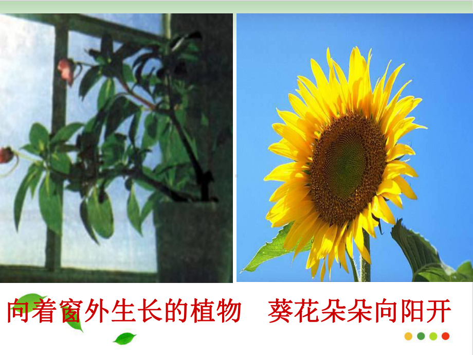 《植物生长素》人教版精讲课件-2.ppt_第2页