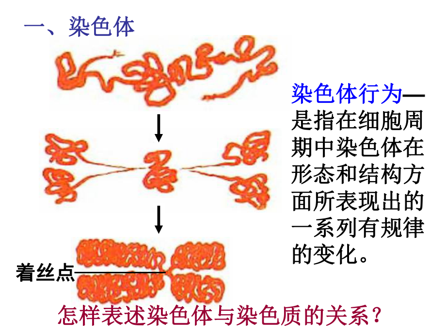 《减数分裂中染色体的行为》课件.ppt_第2页